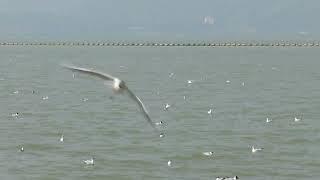 Tecnologia inteligente ajuda em proteção de aves migratórias na China