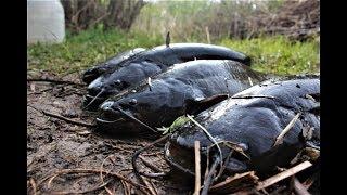 Рыбалка на перемет. Самая уловистая снасть на СОМА.Сом на живца. Рыбалка с ночевкой.