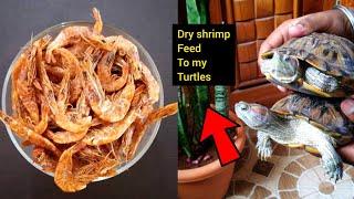 Dried shrimp treat to my turtles  || red eared slider || red eared turtles || india