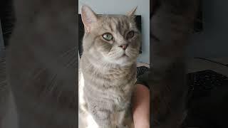Как бросить пить? #fypシ #юмор #tiktok #cat #рекомендации #смех #жизнькота #котобормот