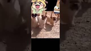 #dog #dance #funny #viral #short #comedy #memes