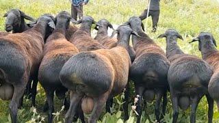 Elite sheep in the Surkhandarya Mountains | Ovejas en pastos de verano 