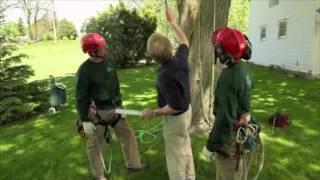 Wachtel Tree Science - Arborist