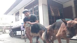 cara kawin anjing trah german shepherd || herder Bali