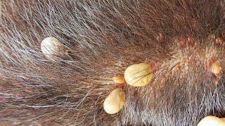 Removing All Ticks From Dog - Dog Ticks Removing Clip - Ticks Removal Videos EP 06