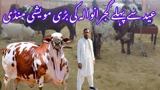 Gujranwal ki bari maweshi MANDI