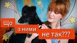 ПОРОДИСТІ СОБАКИ - в чому їхня проблема????