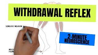 2-Minute Neuroscience: Withdrawal Reflex