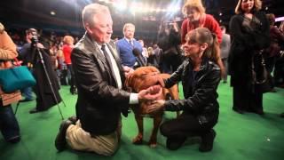 Dogue de Bordeaux | Victoria Stilwell at Westminster Dog Show