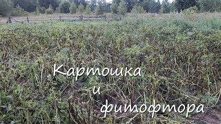 Картошка и фитофтора