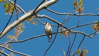 European goldfinch singing. Bird Song. AllVideo.