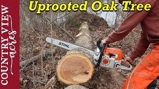 Cutting Uprooted Oak Tree into Firewood