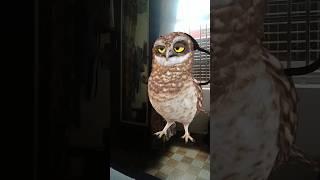 dancing owl |#shortsfeed #shortsvideo #shortsviral #viralvideo