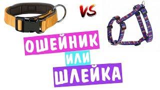 ОШЕЙНИК ИЛИ ШЛЕЙКА? | КАК ПРАВИЛЬНО ПОДОБРАТЬ АМУНИЦИЮ ДЛЯ СОБАКИ?