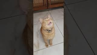 мяу #shorts #animals #cat