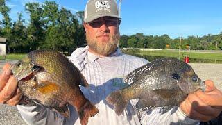 WE FOUND THE MOTHER LOAD OF MONSTER BLUEGILL BEDS‼️ BLUEGILL FISHING 2024‼️