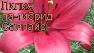 Лилия ла-гибрид Салпайс (lilium)  ла-гибрид лилия Салпайс обзор: как сажать, луковицы лилии Салпайс