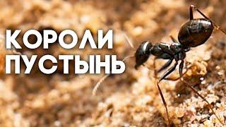 Муравьи бегунки - короли степей и пустынь! Cataglyphis aenescens \\ Димон и пумба