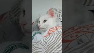 sofiadelmonstro | Animals Pets TikTok |