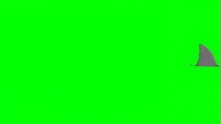 Green Screen Shark video effects