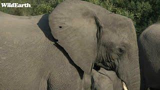 WildEarth - Sunrise Safari - 12 June 2023