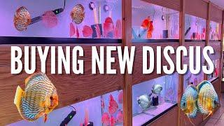 PRIVATE TOUR Inside BEAUTIFUL DISCUS FISH STORE (Chicago Discus)