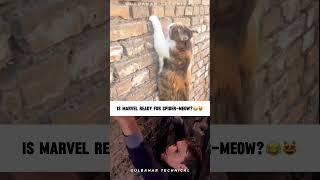 Is Marvel Ready for Spider‑Meow? | Cat Climbs Wall Like Mini Spidey | Spider‑Meow Goes Viral ️