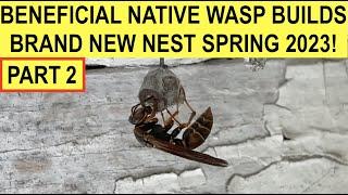 NEW PAPER WASP NEST SERIES - PART 2! Watch Beneficial Wasp Nests Develop In Real Time 2023 Season!