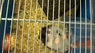 Чудеса хомячьей акробатики / Miracles of the hamsters acrobatics