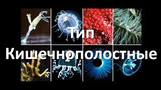 5. Тип Кишечнополостные (7 класс) - биология, подготовка к ЕГЭ и ОГЭ 2018