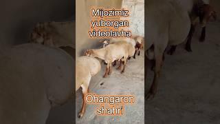 Ohangaronlik mijozimiz yuborgan videolavha ...