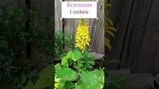 Бузульник (Ligularia) #flowerworld #цветы #flowers #многолетники