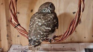 The owlet Luchik has mastered the swing in the Scops owl house