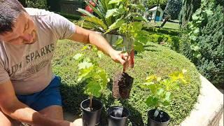 How to Grow Grape Vines From Cuttings in Water ! Easy Video Guide + subtitle