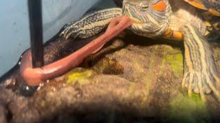 Turtle vs. Worms: Feeding My Turtle LIVE Worms