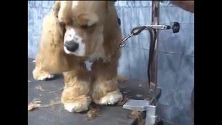 lecciones para cortar el pelo de un Cocker Spaniel, Cocker Spaniel Grooming Video in Spanish