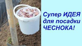 Супер ИДЕЯ для посадки ЧЕСНОКА!