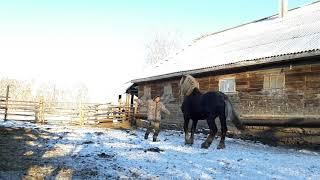 Запас . Советский тяжеловоз.  Продан!