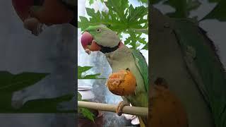 mithu ️ mama #parrot #talkingparot #cute #nonstoptalkingparrot #mithukibatain #birds #funny