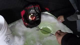 crappie ice fishing