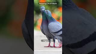 Relaxing CALM Music  | Pigeon call sound