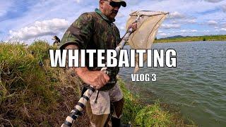 Whitebaiting With The Scoop Net