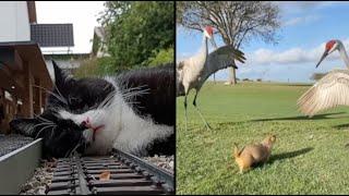Best Animal Voiceovers - Ep. 80