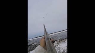 Снежный 🪿 охота на гуся красивый выстрел из ружья потрясающий #birds#snowgoose#duck#geese#hunting