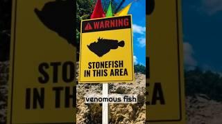 This stone stings! #facts #animalfacts #shorts #amazingfacts #stonefish #info #viralfactshorts
