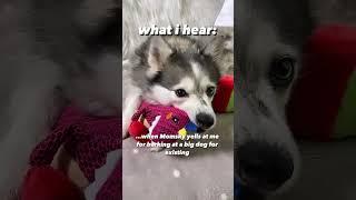 small dog syndrome  #funnydogs #pomsky #dogs #dogmom #shorts