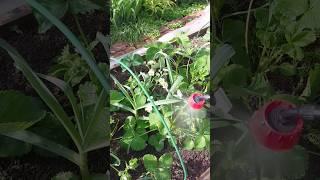 Вторая Обработка Клубники от Вредителей. #сад #дача #садоводничество #огород #клубника #обработка