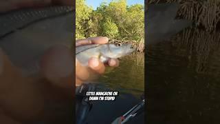 I did him dirty #fishing #snook #fish #watch #kayakfishing #kayak