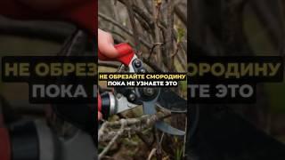 Не обрезайте смородину пока не узнаете это #огород #дача #сад