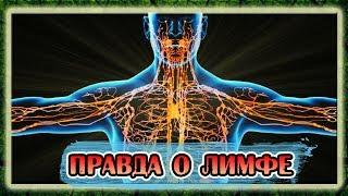 Лимфатическая система, о чем врачи не знают!